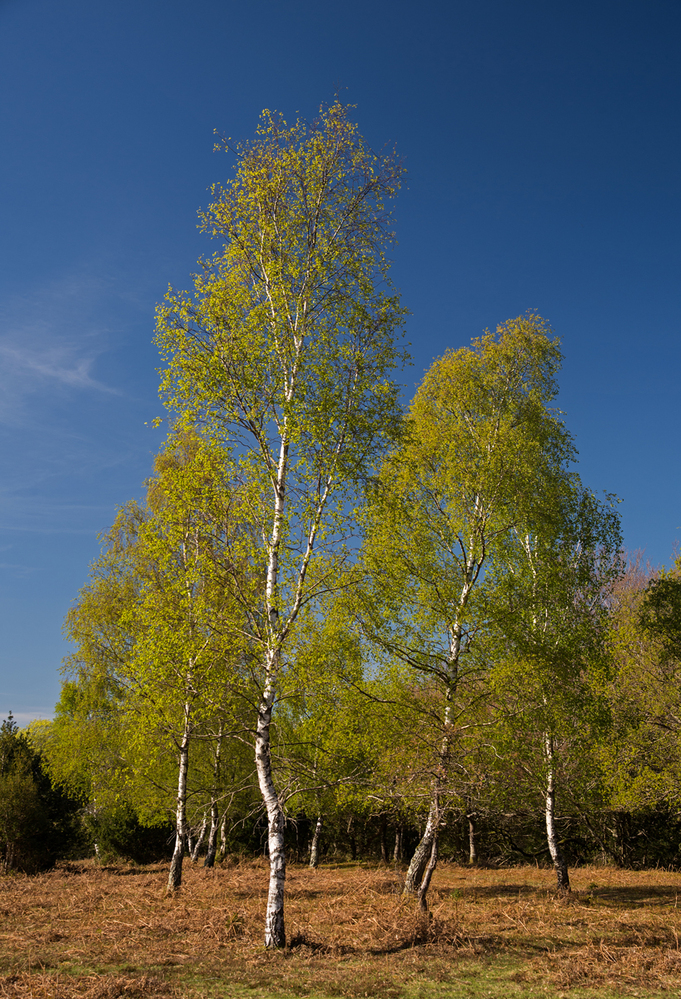 Spring Silver Birch Spring,  Pipers Wait 3